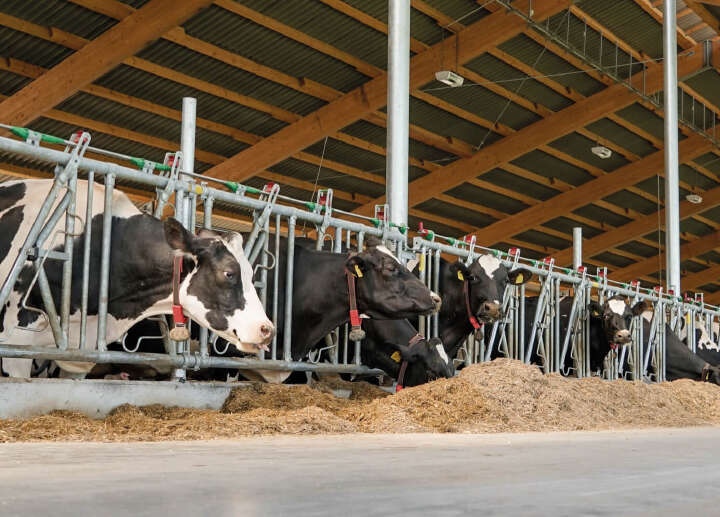 trockensteher rind artikel trockensteher rind artikel